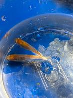 Medaka tricolor rijstvisjes, Overige soorten