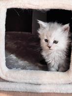 Xxl Maincoon Polydactyl) Black shade (zilver), Dieren en Toebehoren, Poes, Langharig, 0 tot 2 jaar