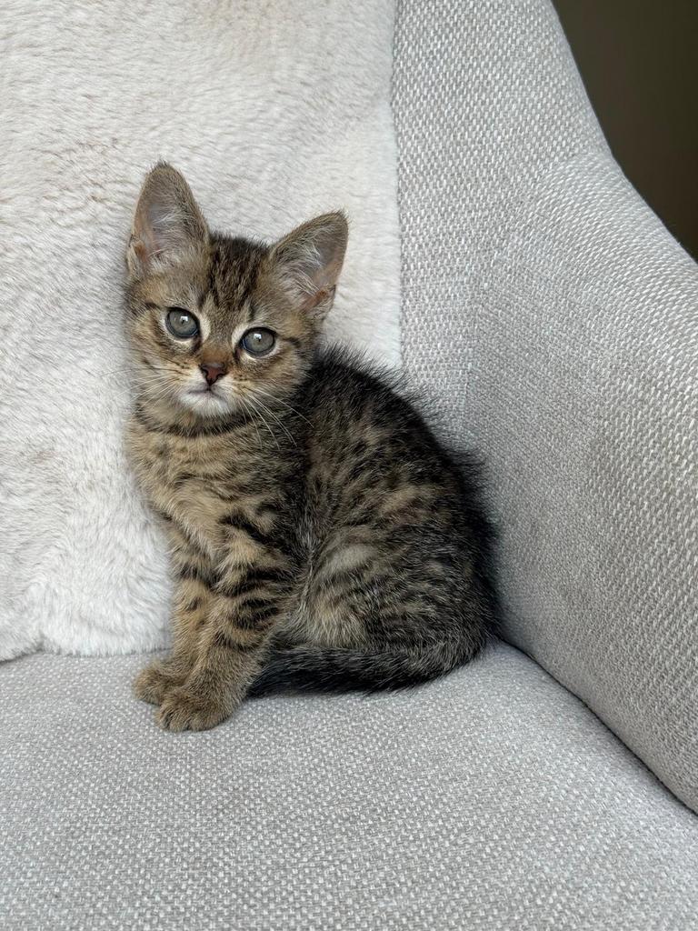 Knappe kittens korthaar en langhaar, Meerdere dieren