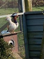 Te koop meerdere koppels madarijn eenden, Meerdere dieren, Eend