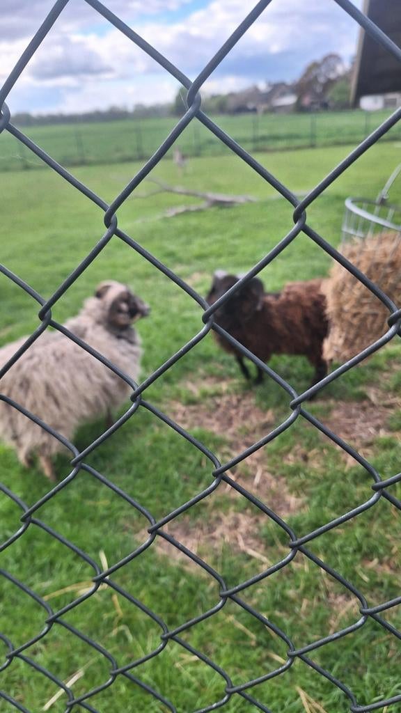Ouessant, Dieren en Toebehoren, Schapen, Geiten en Varkens, Vrouwelijk, Schaap