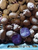 Pootaardappelen Bleuet, Ophalen, Volle zon