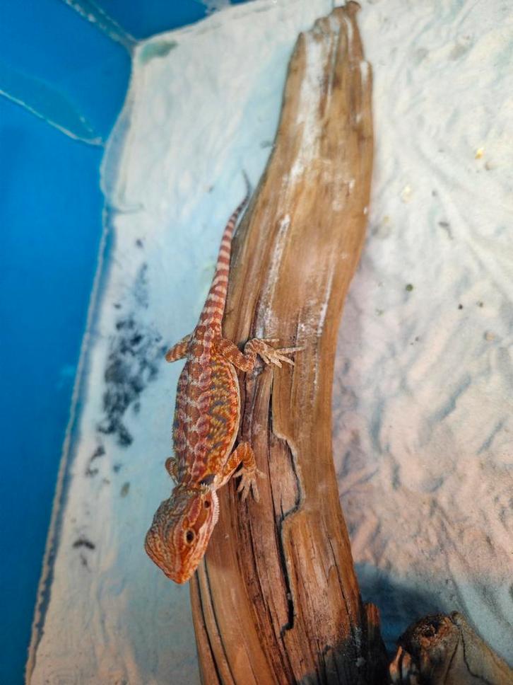 Mooie red Orange hypo bleu tiger genetic stripe baardagaam Bearded Dragon - female for sale from hobby kweker DB Dragons