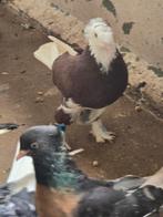 Takla, Meerdere dieren, Postduif