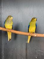 Elegantparkiet | Broedkoppels | Deskundig advies, Dieren en Toebehoren, Vogels | Parkieten en Papegaaien, Meerdere dieren, Parkiet