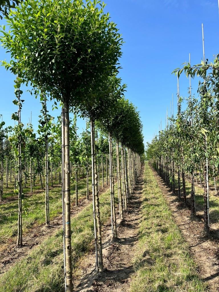 Boom verschillende soorten, Tuin en Terras, Planten | Bomen, Overige soorten, Lente, 400 cm of meer, Ophalen