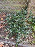 Struikkamperfoelie gratis, evt meer stuks, Tuin en Terras, Ophalen, Overige soorten, Struik, Minder dan 100 cm