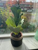 Kamerplanten Ficus lyrata, Ophalen, Ficus, Halfschaduw, Minder dan 100 cm