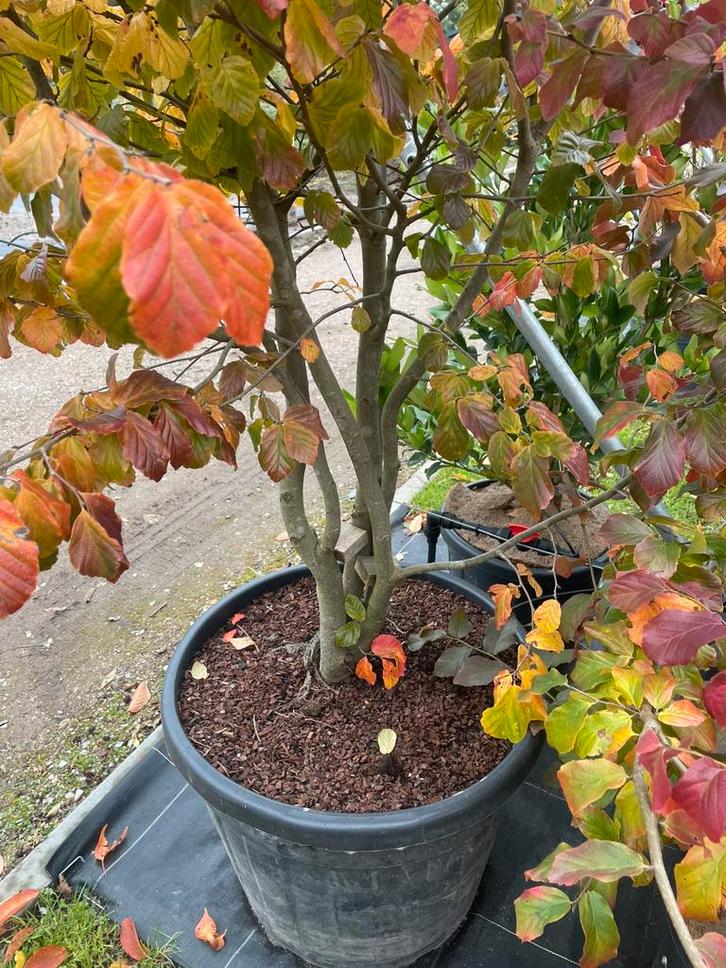 Parrotia persica meerstammig leverbaar tot 400 cm hoog., Tuin en Terras, Planten | Struiken en Hagen, Struik, Overige soorten