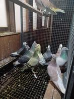 Duivinen met eigendomsbewijsen, Dieren en Toebehoren, Vrouwelijk, Postduif