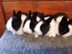 Jonge raszuivere Hollander konijntjes, Meerdere dieren, 0 tot 2 jaar