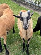 Kameroen schaap / Kameroenschaap, Dieren en Toebehoren, Schapen, Geiten en Varkens, Mannelijk, Schaap, 0 tot 2 jaar