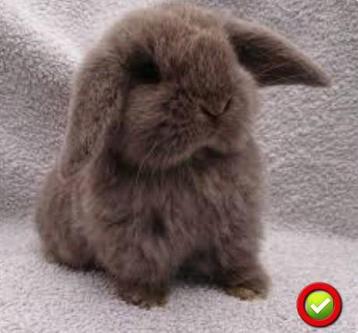 ❤️ ECHTE MINILOP SWEET TEDDY HANGOOR GEVACCINEERD/ONTWORMD ✅ beschikbaar voor biedingen