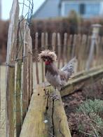 2 handtamme Hollandse Kuifhoen haantjes, Mannelijk, Kip