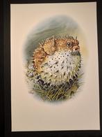 Egelvis, Verzenden, 1980 tot heden, Zo goed als nieuw, Dier