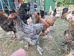 Jonge Brahma's, Dieren en Toebehoren, Kip