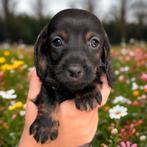 Ruwharig Kaninchen Teckel Pup, Dieren en Toebehoren, Honden | Teckels en Dashonden, Kaninchen, Reu, CDV (hondenziekte), 8 tot 15 weken