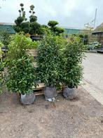 Portugese laurier haag 90/100 en 1,10/1,20, Ophalen, Laurier, 100 tot 250 cm