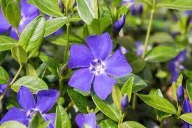 Vinca minor, maagdenpalm, bodembedekkers, Tuin en Terras, Planten | Tuinplanten, Vaste plant, Bodembedekkers, Halfschaduw, Lente