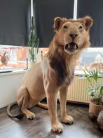 Prachtige Nieuw Opgezette Leeuw Met Cites Taxidermie, Verzamelen, Dierenverzamelingen, Nieuw, Wild dier, Opgezet dier, Ophalen of Verzenden