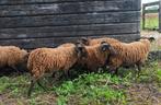 ouessant rammen, Dieren en Toebehoren, Schapen, Geiten en Varkens, Mannelijk, Schaap, 0 tot 2 jaar