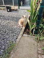 Pomerian, Dieren en Toebehoren, Mannelijk, Kip