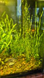 Aquarium planten mix 15 stekjes, Dieren en Toebehoren, Vissen | Aquaria en Toebehoren, Ophalen of Verzenden, Zo goed als nieuw
