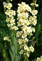 Bieslelie, Tuin en Terras, Planten | Tuinplanten, Vaste plant, Halfschaduw, Zomer, Ophalen