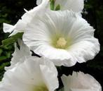 Zaden Alcea rosea Polarstar, Verzenden, Volle zon