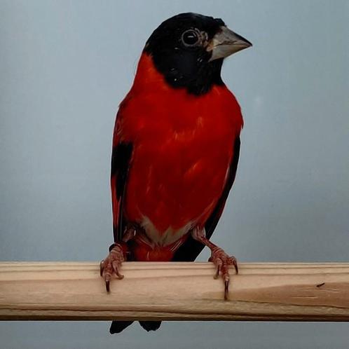 Spinus cucullata, Dieren en Toebehoren, Vogels | Parkieten en Papegaaien, Parkiet, Meerdere dieren