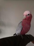Super lieve Rosé kaketoe!, Dieren en Toebehoren, Vogels | Parkieten en Papegaaien, Papegaai, Pratend, Vrouwelijk