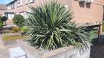 Gratis afhalen Palmlelie. Zelf uitgraven, Tuin en Terras, Planten | Tuinplanten, Ophalen, Zomer, Overige soorten, Volle zon