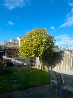 Catalpa Bolboom te koop, Tuin en Terras, Planten | Bomen, 100 tot 250 cm, Zomer, Ophalen, Volle zon