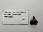 Notorynchus cepedianus (13), Verzamelen, Mineralen en Fossielen, Ophalen of Verzenden, Fossiel