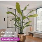 Kunstplant Strelitzia Nicolai kunst – 195cm, Ophalen of Verzenden, Halfschaduw