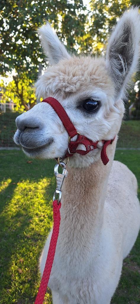 Wandel-alpaca hengst Rowan, Dieren en Toebehoren, Overige Dieren, Mannelijk, Mei