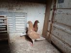 postduiven lokduiven figurita, Dieren en Toebehoren, Vogels | Duiven, Geslacht onbekend, Postduif