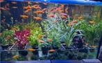 Aquariumplanten - Aquarium planten bij Koidreams in Valburg, Ophalen, Nieuw, Plant(en), Steen of Hout