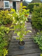 Walnoot boom, Ophalen, Lente, In pot, Walnotenboom