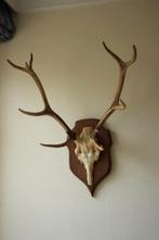 Taxidermie gewei hert 10-ender, Ophalen, Hert, Gewei of Kop