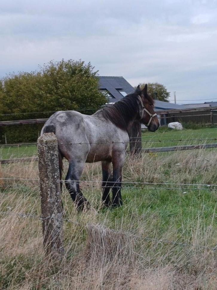 Belgische  trekpaard  ruin  met goede afstammeling, Dieren en Toebehoren, Paarden en Pony's | Hoofdstellen en Tuigage, Ophalen of Verzenden