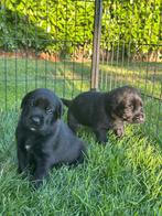 Prachtige Herder x Labrador pups, Dieren en Toebehoren, Honden | Herdershonden en Veedrijvers, Rabiës (hondsdolheid), 8 tot 15 weken
