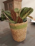 Mooie plant met nieuwe bloempot, nieuw tehuis gezocht, Ophalen, In pot, Halfschaduw, Minder dan 100 cm