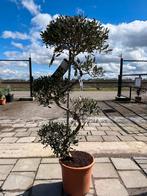 Olijfboom bonsai incl pot +1.50 M, Olijfboom, Ophalen of Verzenden