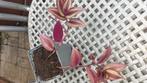 Tradescantia, Huis en Inrichting, Kamerplanten, Ophalen of Verzenden, Overige soorten, Minder dan 100 cm