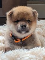 Verwacht dec.2025/jan.2026 - Shiba Inu puppy's met stamboom., Dieren en Toebehoren, Overige rassen, 8 tot 15 weken, Meerdere, Meerdere dieren