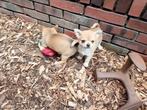 PUPPIES, Dieren en Toebehoren, Honden | Chihuahua's en Gezelschapshonden, Particulier, 15 weken tot 1 jaar, Buitenland, Meerdere