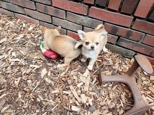 PUPPIES, Dieren en Toebehoren, Honden | Chihuahua's en Gezelschapshonden, Meerdere dieren, Chihuahua, Particulier, Meerdere, Buitenland