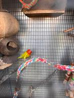 Koppel dwergpapegaaitjes, Meerdere dieren, Parkiet