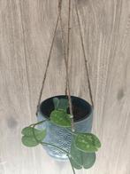 Drakenklimop stekje, Huis en Inrichting, Kamerplanten, Ophalen, Halfschaduw, Minder dan 100 cm